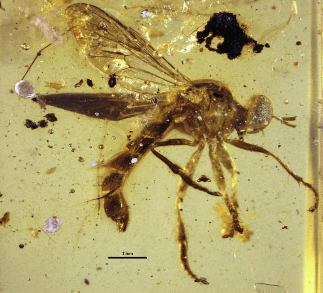 enveloped fly amber